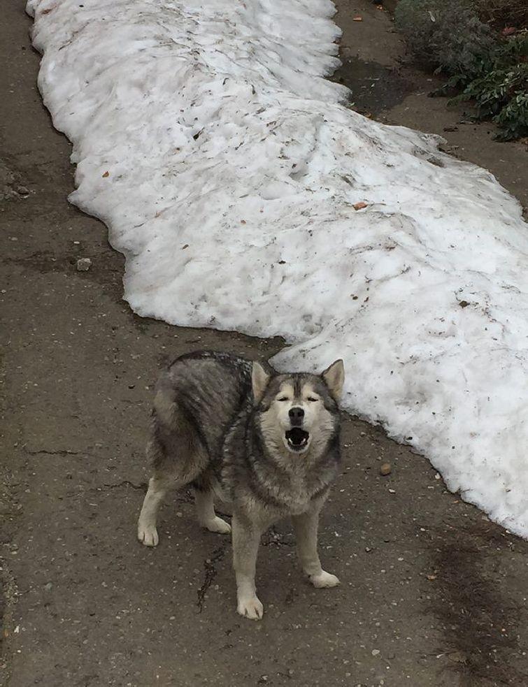Pui de lup, surprins în apropierea unui mare oraș din România – FOTO 579750
