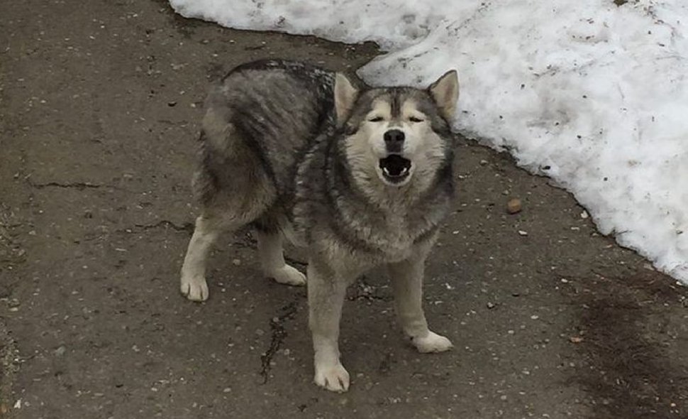 Pui de lup, surprins în apropierea unui mare oraș din România – FOTO