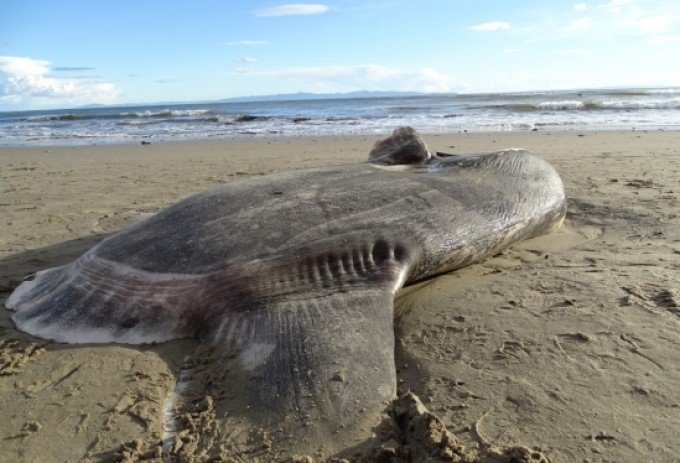 Creatură marină gigantică descoperită pe o plajă din California. Cercetător: „Nu-mi venea să cred. Aproape că am căzut de pe scaun”