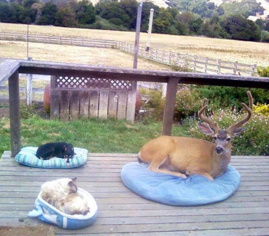 În fiecare zi, proprietarul se trezea cu un musafir neașteptat pe veranda casei. Așa că într-o zi a luat o decizie incredibilă (FOTO) 581039