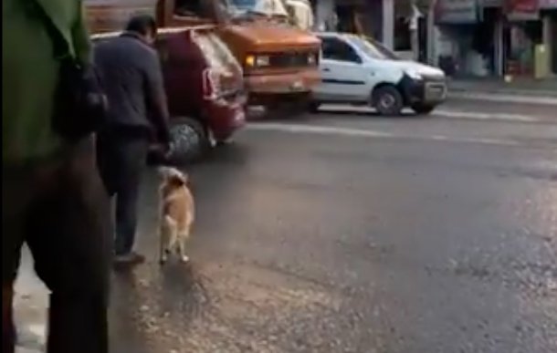 Câinele se pregătea să traverseze o stradă când s-a ridicat în două lăbuțe și s-a apropiat de stăpânul lui. „Este incredibil. În viața mea nu am văzut așa ceva!” (VIDEO)