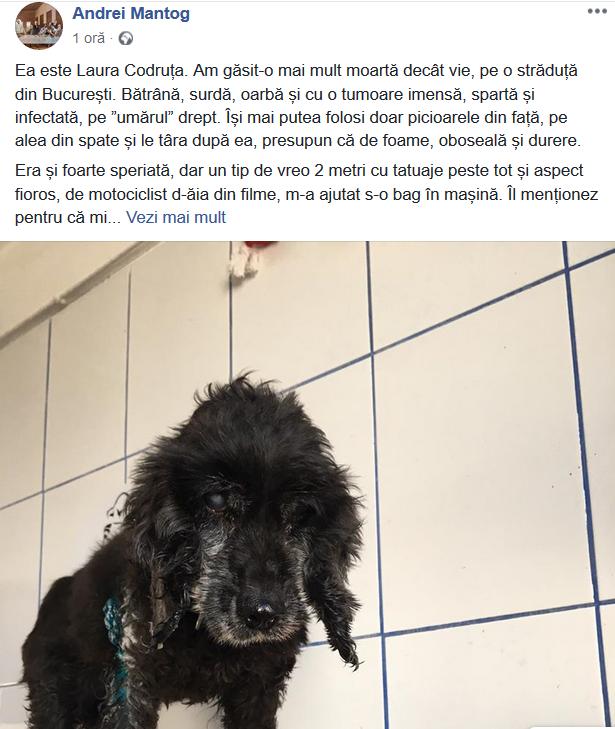 "Ea este Laura Codruța. Am găsit-o mai mult moartă decât vie, pe o străduță din București. Bătrână, surdă, oarbă" 582493