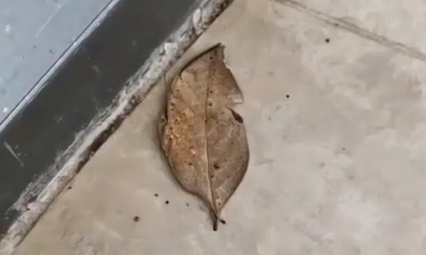 Zărise o frunză ciudată pe jos și s-a apropiat. Când a pus mâna pe ea, ceva incredibil s-a întâmplat! „Doamne, mișcă” (VIDEO)