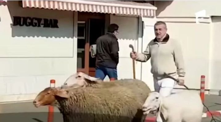 Gigi Becali a ieșit iar cu oile pe stradă prin Pipera - VIDEO