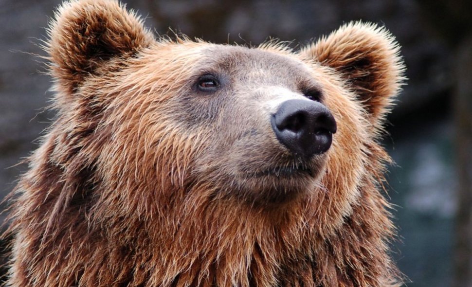 A fost pericol uriaş pentru turiştii din Buşteni. Un urs a fost capturat chiar în centrul stațiunii montane