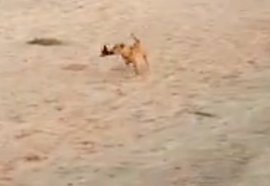 Câinele s-a apropiat de femeia care făcea plajă. Tot internetul râde acum de ce a urmat (VIDEO)