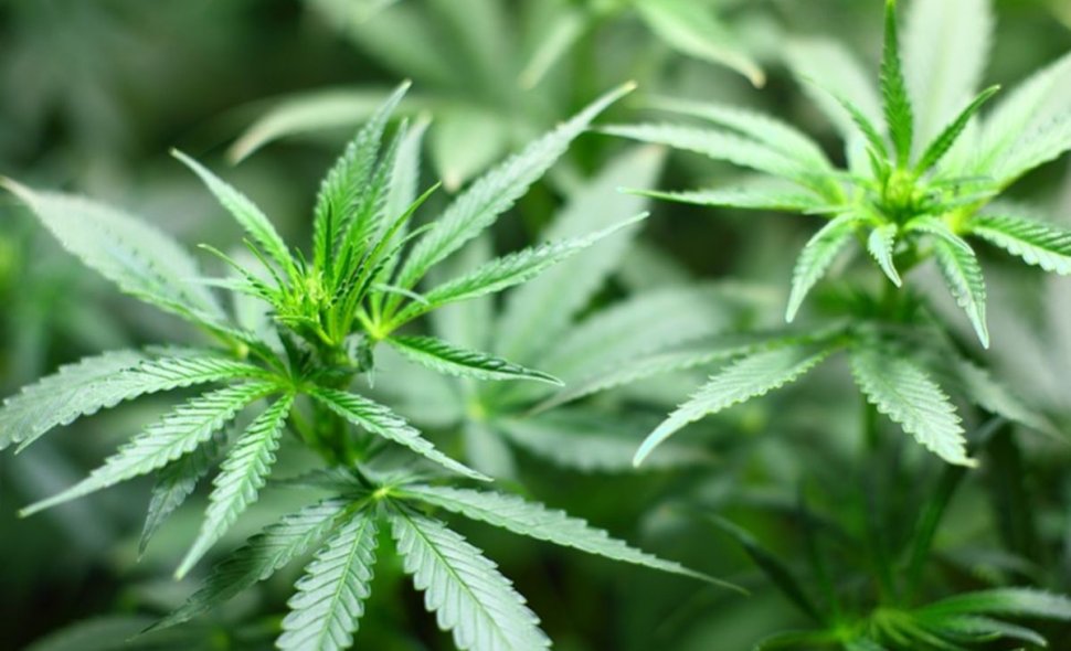 Ministrul Sănătății: „Cannabisul medicinal este terapie adjuvantă în anumite patologii și face foarte mult bine”