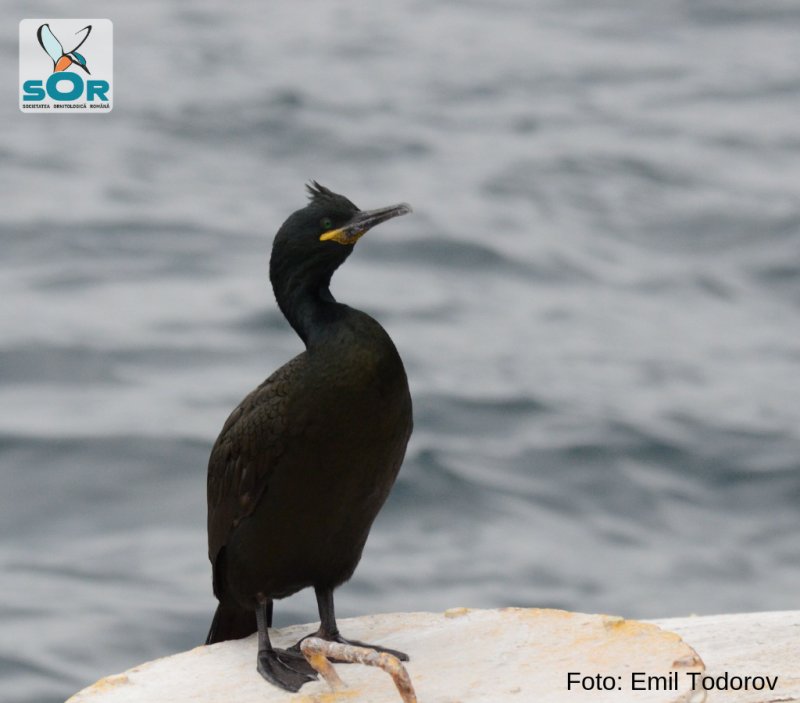 O nouă specie de cormoran a venit în România. Ce este special la el