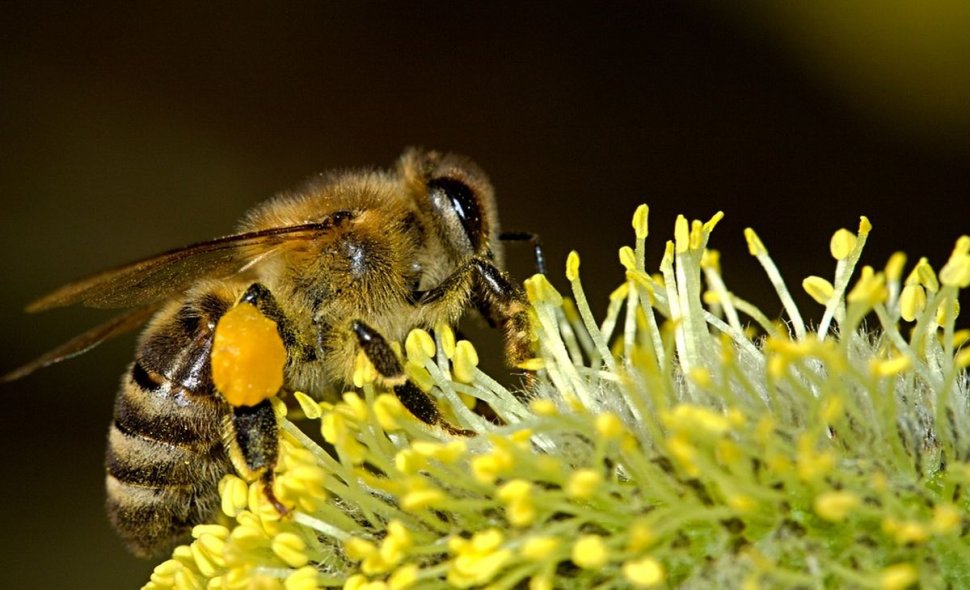 A fost descoperită cea mai mare albină de pe fața Pământului! Este de dimensiunea unui deget FOTO 