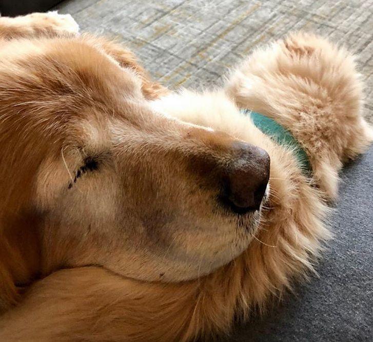 Câinele și-a pierdut ochii din cauza unui glaucom, dar apoi ceva incredibil s-a întâmplat. „Este cel mai bun ajutor pentru el” 584700