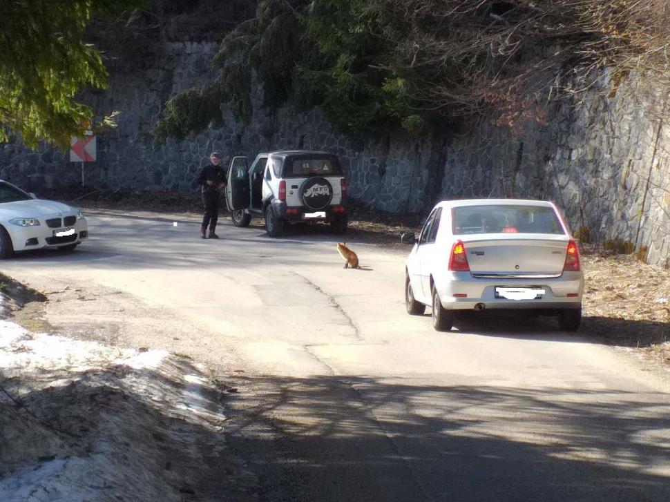 Simona din Bacău cobora spre Sinaia, de la Cota 1.400, când a văzut o creatură neobișnuită pe șosea. A tras repede mașina pe dreapta. "O Doamne, nu! Venea după mine! Fugi de aici" (FOTO) 584556