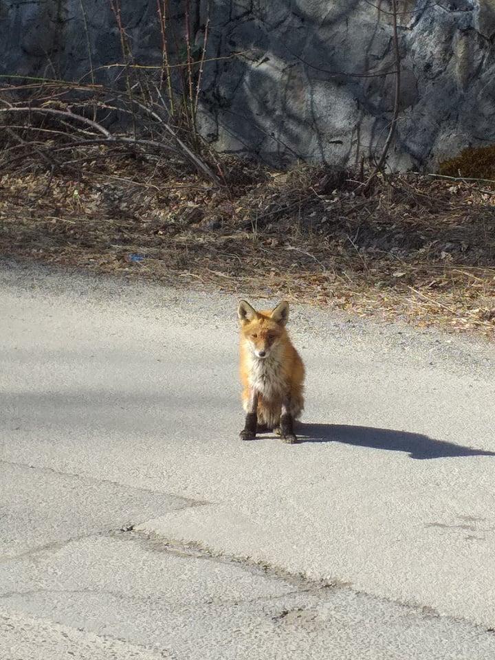Simona din Bacău cobora spre Sinaia, de la Cota 1.400, când a văzut o creatură neobișnuită pe șosea. A tras repede mașina pe dreapta. "O Doamne, nu! Venea după mine! Fugi de aici" (FOTO) 584557