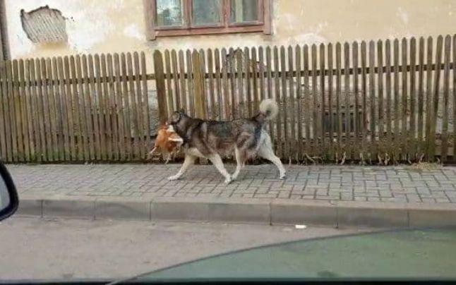 Un câine din Câmpulung Moldovenesc face senzație pe internet. Cu ce a fost filmat în gură VIDEO