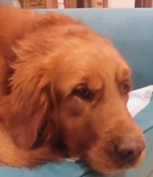 Își căuta disperat pisicuța prin casă, când s-a apropiat de câinele familiei. A murit de râs! „La asta chiar nu te aștepți!” (FOTO+VIDEO) 585681