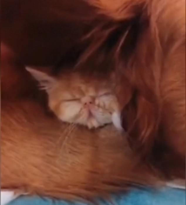 Își căuta disperat pisicuța prin casă, când s-a apropiat de câinele familiei. A murit de râs! „La asta chiar nu te aștepți!” (FOTO+VIDEO) 585682