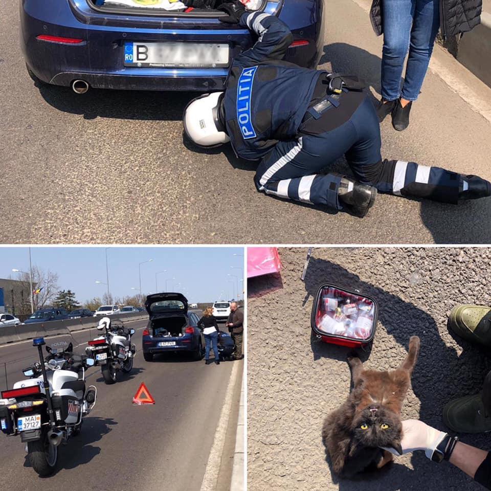 A încercat să traverseze un pasaj aglomerat și a fost lovită din greșeală! Când a venit poliția la fața locului, a fotografiat totul instant. De-a dreptul emoționant 586452