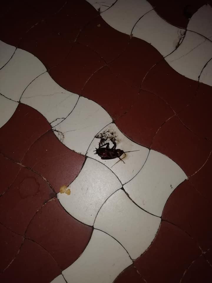 Maria e internată cu copilul ei într-un spital mare din România. Aseară, își culcase micuțul și voia să așeze și ea în pat, când a văzut ceva oribil pe pernă: "Am așteptat să se dea jos ca să-l pot omorî. Mi-e scârbă!" 586316