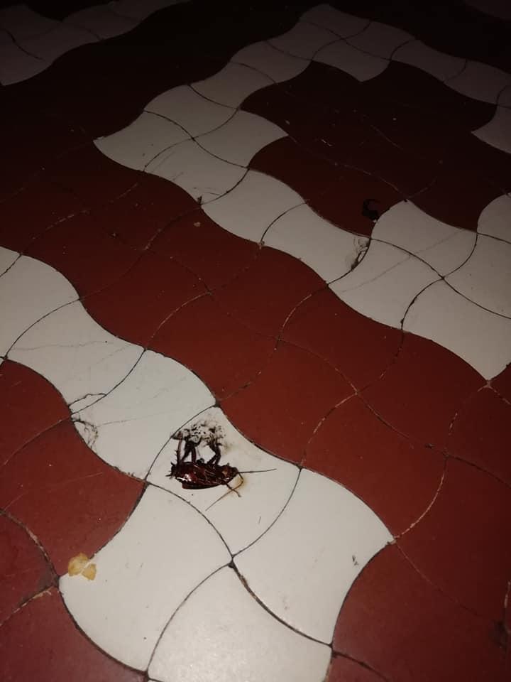 Maria e internată cu copilul ei într-un spital mare din România. Aseară, își culcase micuțul și voia să așeze și ea în pat, când a văzut ceva oribil pe pernă: "Am așteptat să se dea jos ca să-l pot omorî. Mi-e scârbă!" 586318