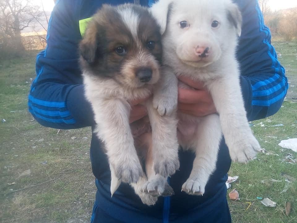 Ioan mergea la cules de urzici peste un pod la marginea Devei, când a auzit un zgomot ciudat. A coborât sub pod și s-a îngrozit: Ieșeau unul după altul! "Voi avea grija să-i aplic același tratament" 586210