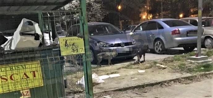 Un bărbat din Satu Mare a văzut o haită de câini în jurul unei mașini. Când a realizat ce făceau animalele, a reacționat imediat. A încercat să intervină, dar i s-a făcut frică pe loc: "A rupt din el vreo 10 cm" FOTO