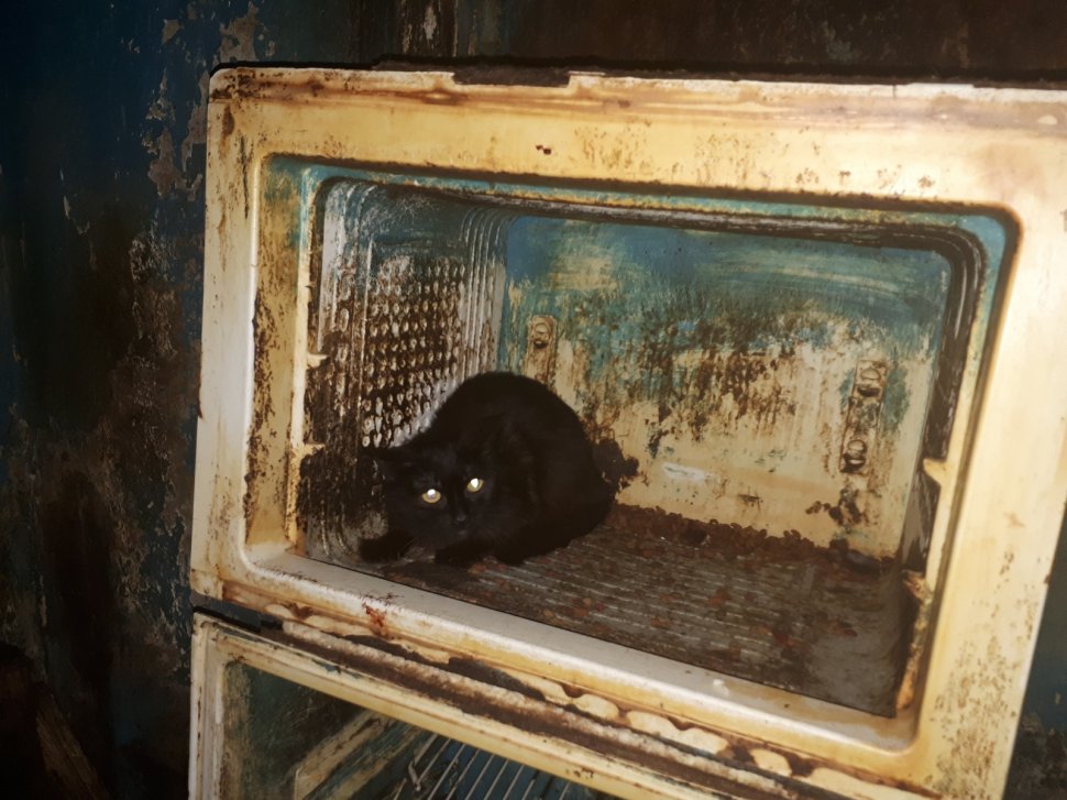41 de pisici, salvate dintr-o garsonieră din București. Imagini șocante cu felinele - VIDEO