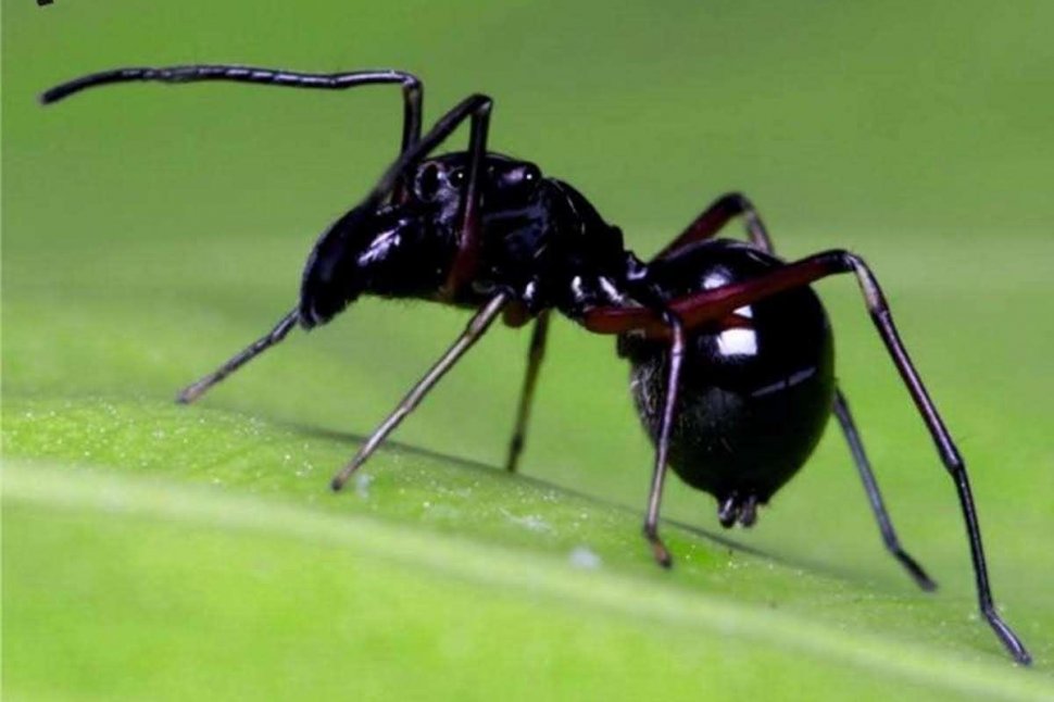 Oamenii de știință au descoperit o nouă specie de păianjen care își alăptează puii