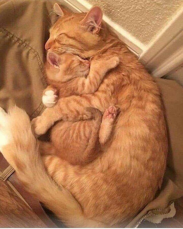 Nu știa unde este pisica ei, așa că a început să o caute prin casă. Când a găsit-o, a făcut imediat această fotografie. „Este incredibil” (FOTO)  588417