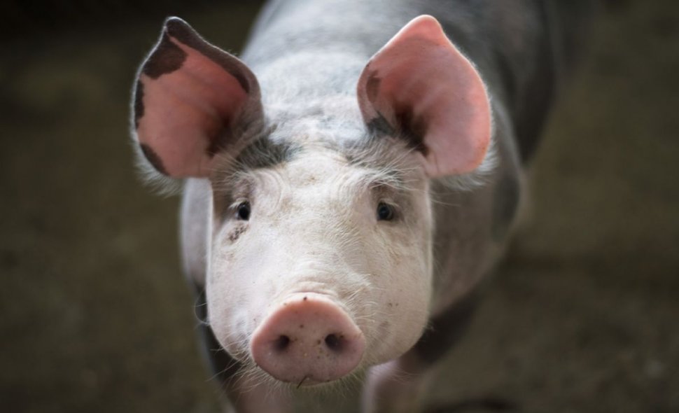 Cercetătorii au „repornit” creierul unui porc la câteva ore de la sacrificare