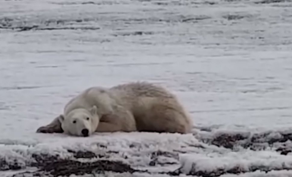 Locuitorii unui sat din Rusia au avut un șoc când au văzut un urs polar plimbându-se pe străzi, în căutare de mâncare. Călătorise peste 700 de kilometri, era slab și complet epuizat - VIDEO