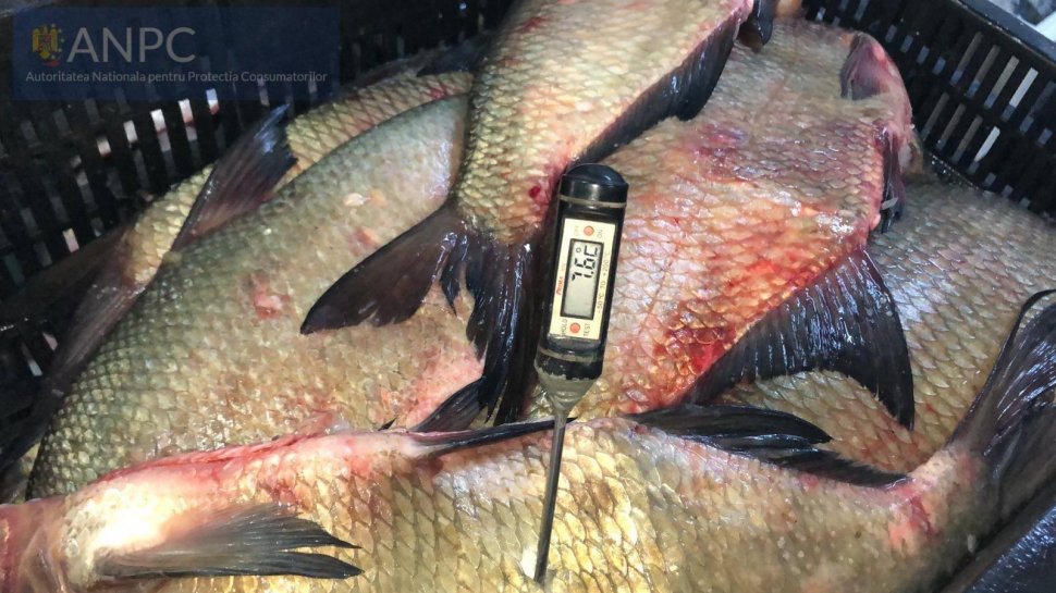 Sute de comercianți au fost amendați, după ce au scos la vânzare preparate de pește alterate. Imagini șocante din timpul controalelor - VIDEO