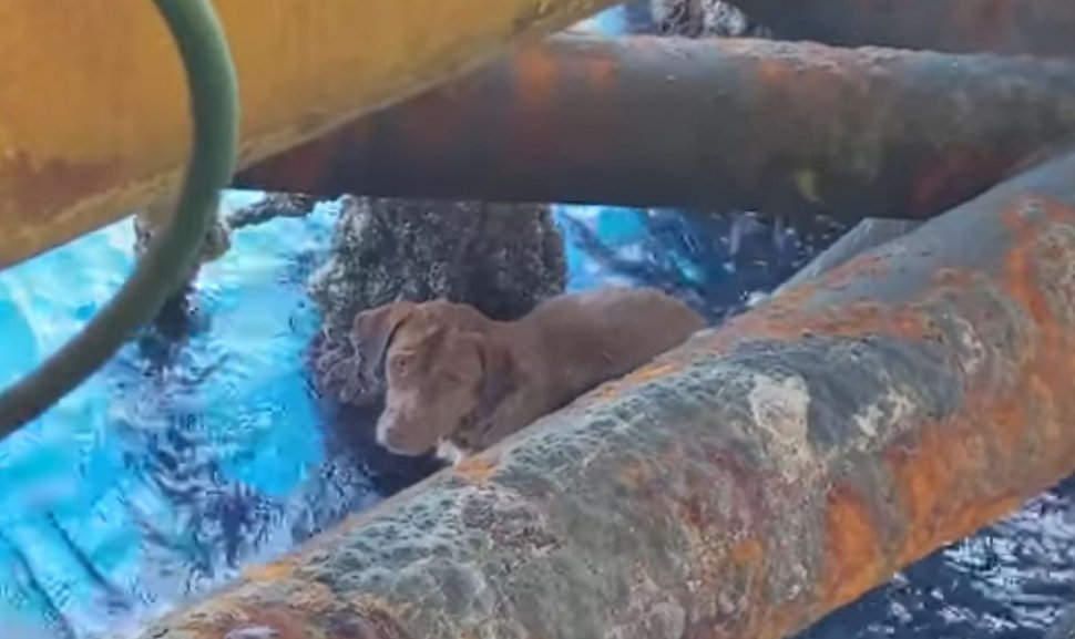 Câinele a supraviețuit miraculos, după ce a fost găsit în mare, la 220 de kilometri distanță de țărm (VIDEO)