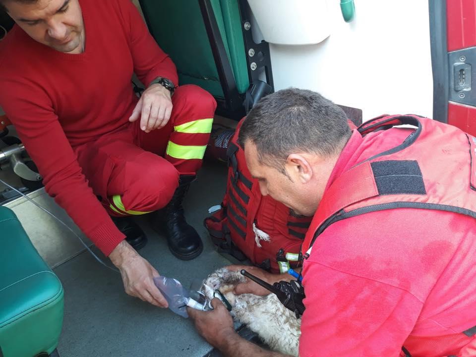 Nelu, un pompier din Bistrița, a salvat un iepuraș din flăcări. I-a pus o mască de oxigen pe față FOTO 590585