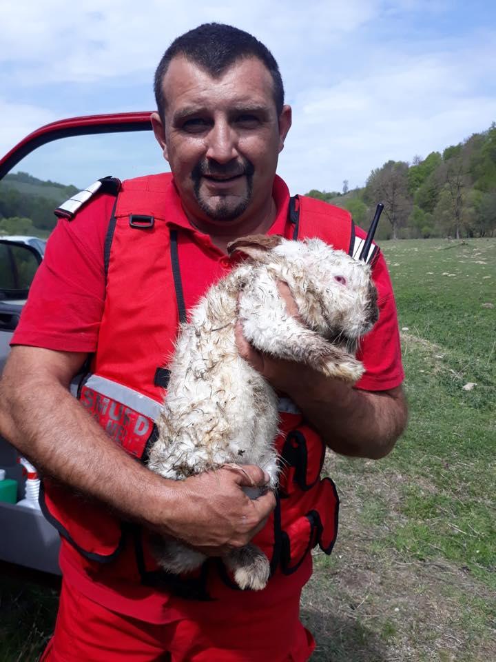 Nelu, un pompier din Bistrița, a salvat un iepuraș din flăcări. I-a pus o mască de oxigen pe față FOTO 590586