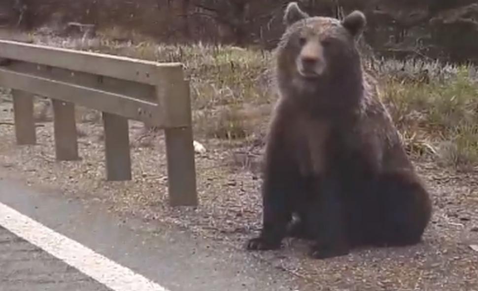 Apariție șocantă pe DN 2D. Șoferul a crezut că nu vede bine. A scos imediat telefonul și a filmat - VIDEO 591638