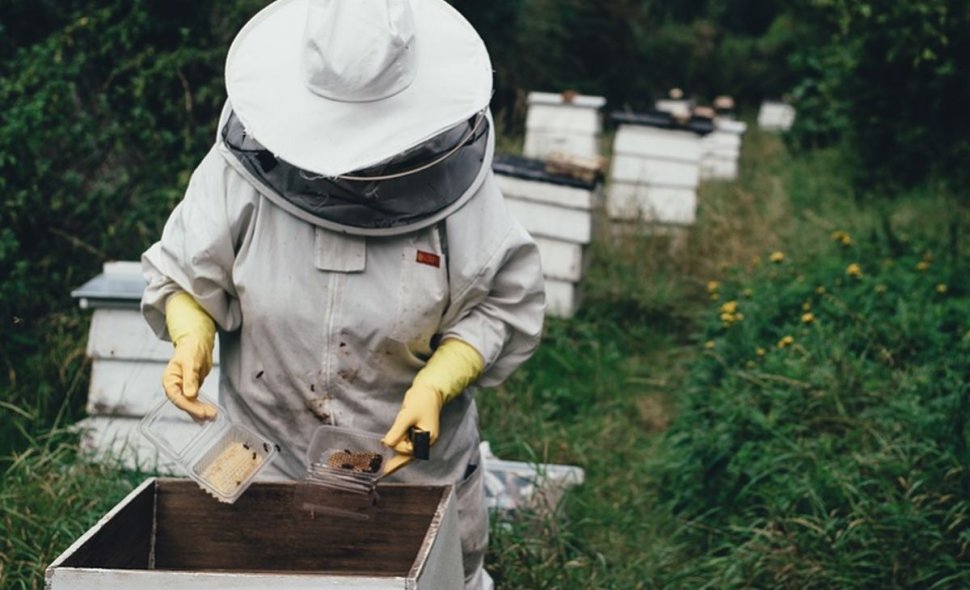 Albinele au îngheţat în stupi şi riscă să moară! Este semnalul de alarmă tras de apicultori