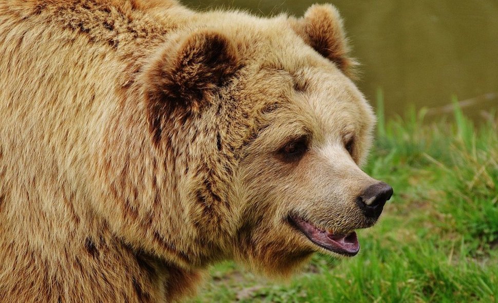 O altă tragedie s-a produs. Un bărbat a fost ucis de urs în Bistrița-Năsăud. Ce au descoperit anchetatorii la fața locului