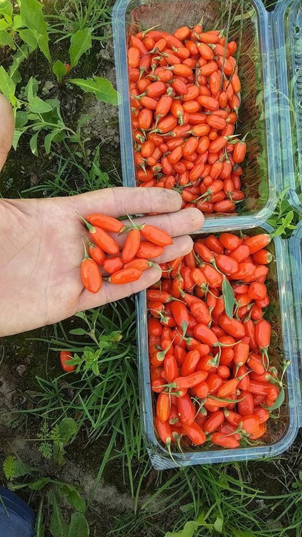 Toate femeile sunt înnebunite după fructele pe care le crește acest ieșean. Cred că vor fi veșnic tinere și frumoase dacă le consumă des   593005