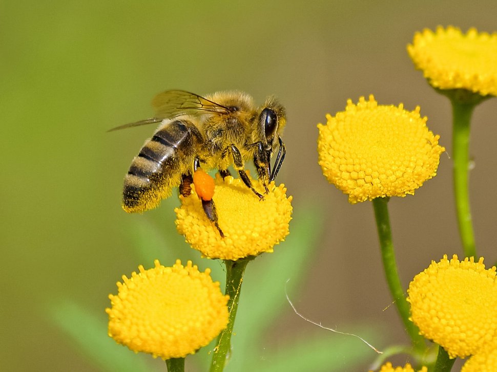 Agricool. Albinele, decimate de vremea rea și pesticide