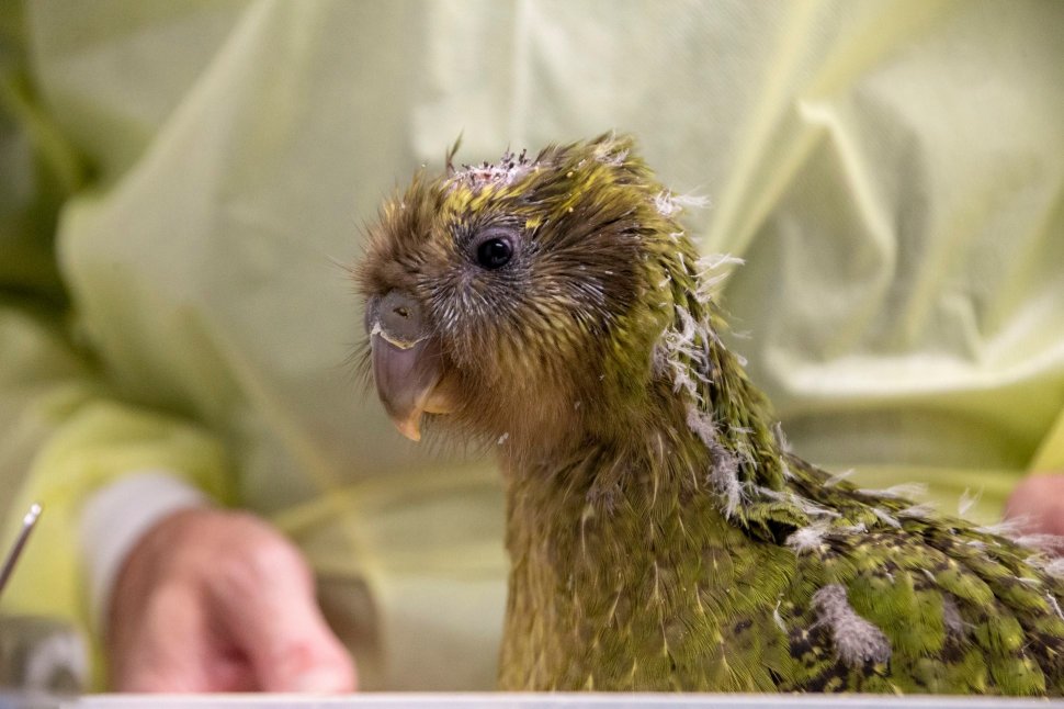 Premieră mondială în medicina veterinară! Un papagal dintr-o specie rară a fost operat pe creier
