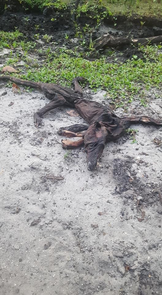 Descoperirea șocantă făcută de o tânără în curtea casei. ”Nu am mai văzut vreodată așa ceva” (FOTO) 593579