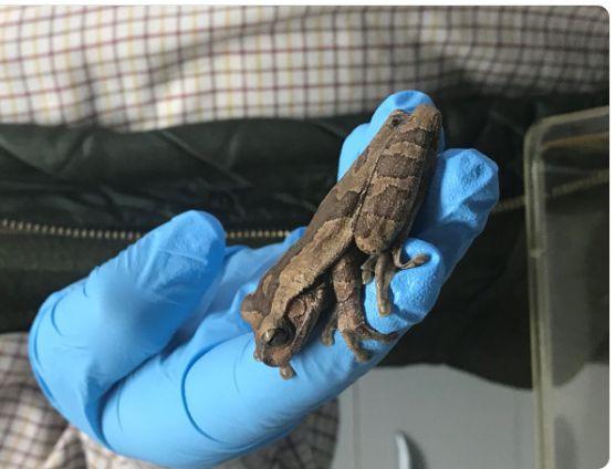 Angajații unui mare lanț de magazine au deschis cutia de banane pentru a așeza fructele la raft. La scurt timp, ceva a început să iasă din interior. Este uimitor ce au descoperit înăuntru (FOTO) 593924