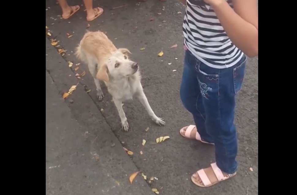 Cum cere un câine educat de mâncare. Clipul care i-a amuzat pe toți internauții (VIDEO)