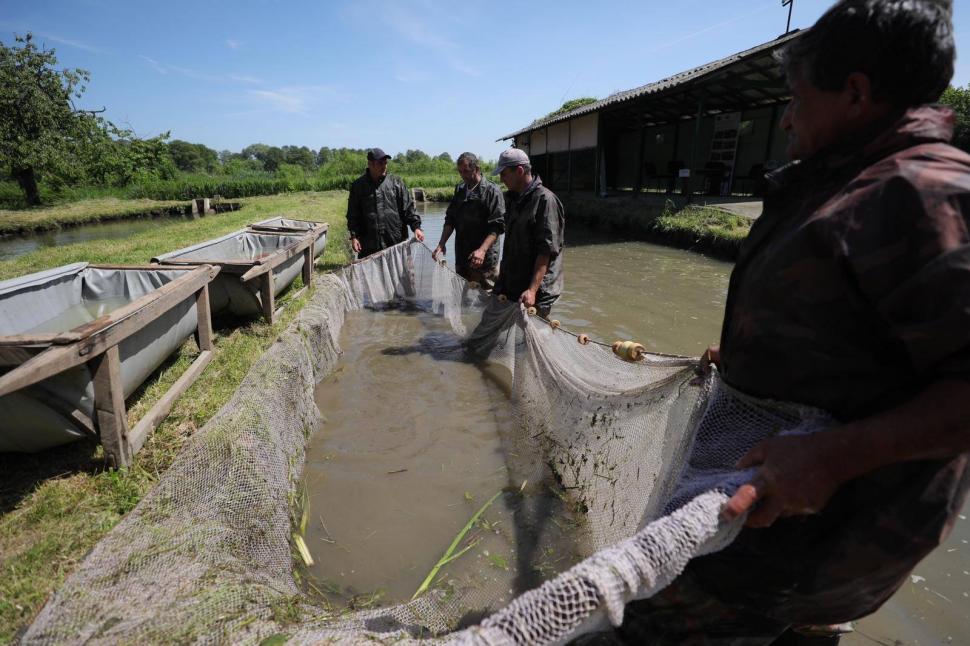 Liviu Dragnea: Vom demara rapid un program național de repopulare a Dunării și a Deltei Dunării cu cu puiet de crap, somn, șalău 594673