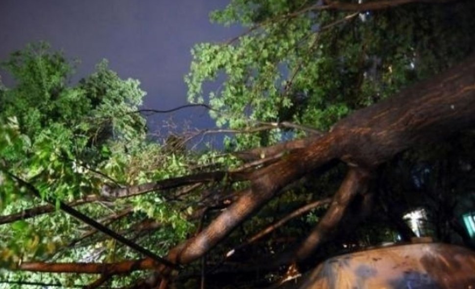 Vremea extremă a făcut prăpăd în vestul României. Vântul a rupt copaci și a smuls acoperișuri 