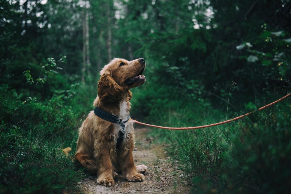 Cum ar trebui să plimbați câinii în lesă ca să nu vă răniți. Recomandarea specialiștilor pentru iubitorii de animale
