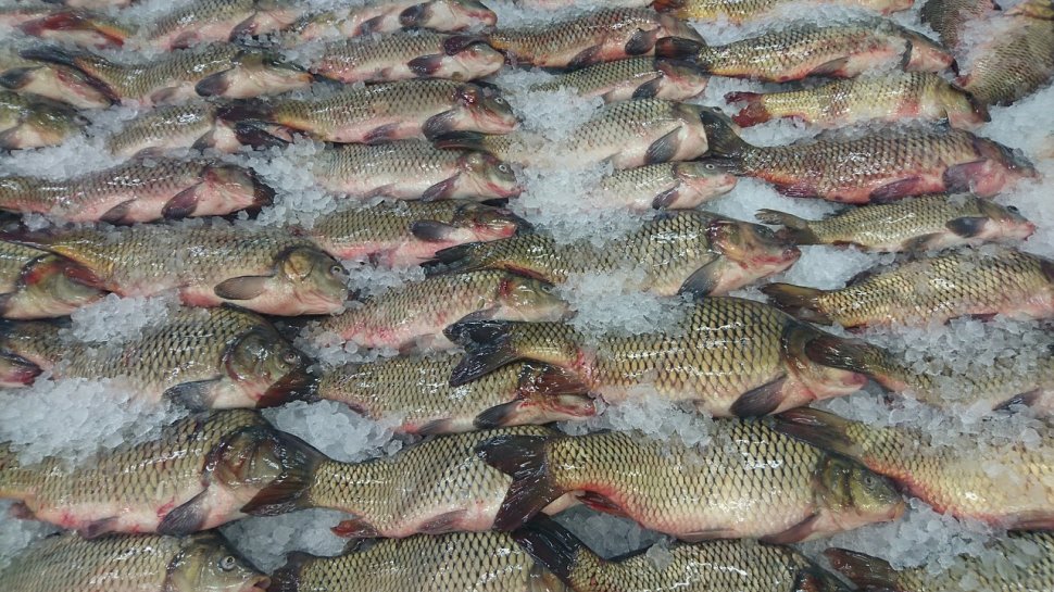 Dezastru în magazinele din București și Ilfov. Sute de kilograme de pește alterat, găsite la vânzare