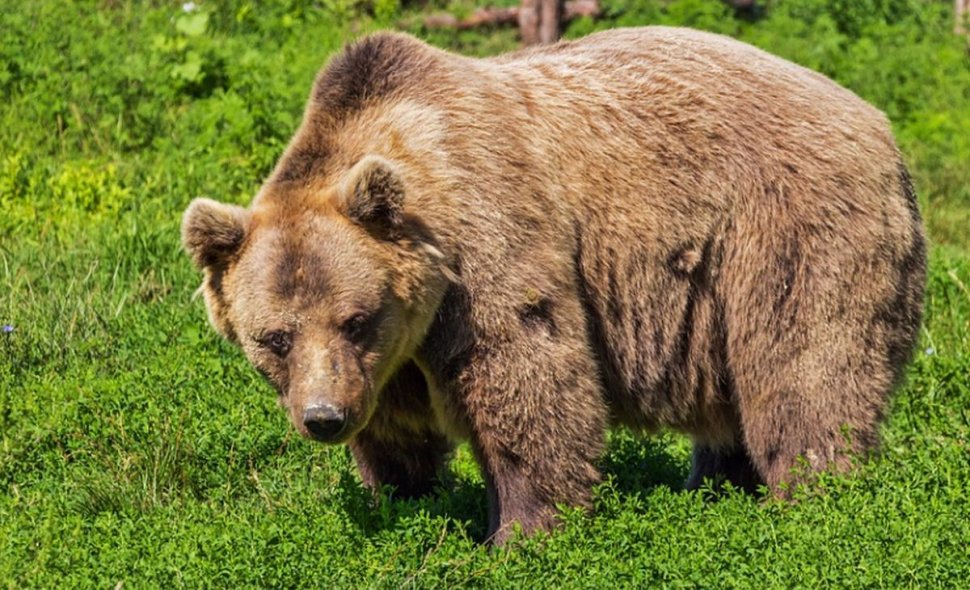 Doi turişti străini au fost atacaţi de urs în Munţii Făgăraş