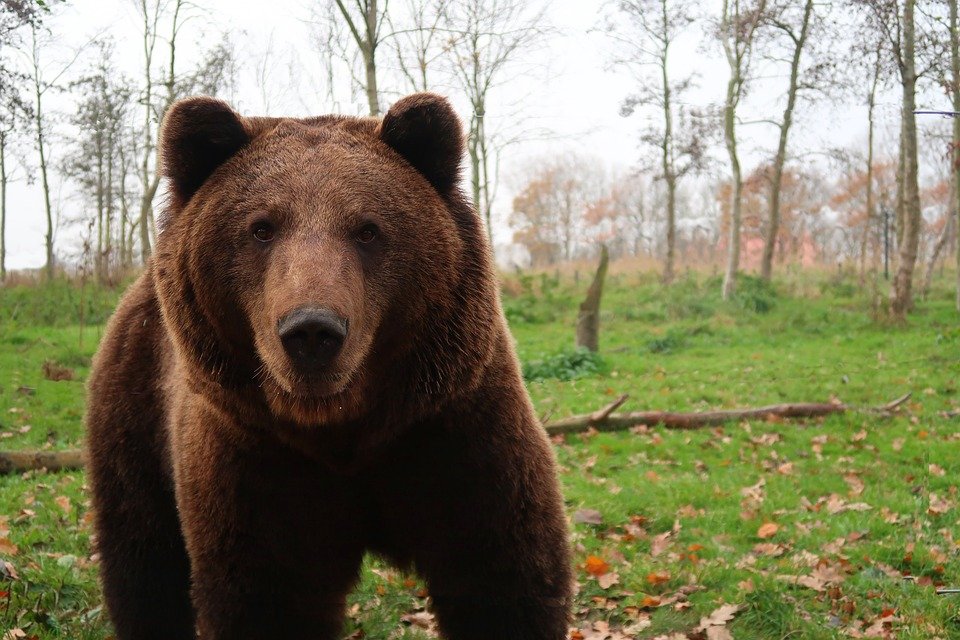Noi detalii despre turiștii străini atacați de urs în Munții Făgăraș