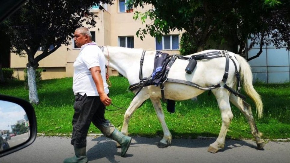 A ieșit la o plimbare pe străzile din Târgu-Jiu, împreună cu animalul de companie. Totul s-a transformat în ceva neobișnuit. Lumea striga uimită: Nu e posibil așa ceva! - FOTO