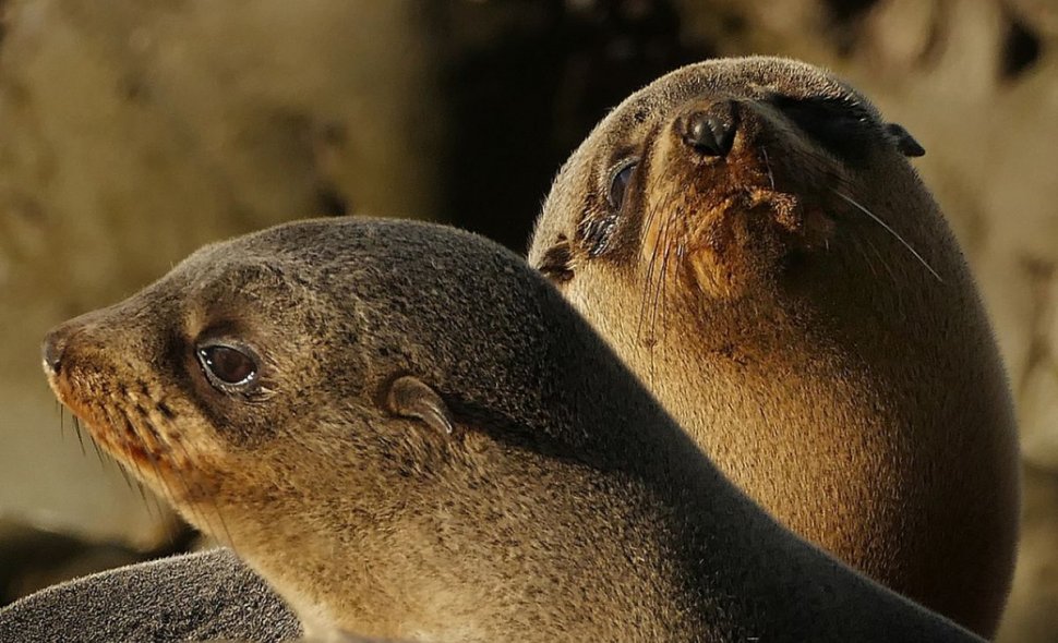 Zeci de foci moarte au fost găsite pe ţărmurile mărilor arctice. Oamenii de ştiinţă nu știu ce a provocat decesul acestora